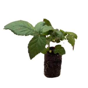 Blackberry Plants - 3 Prime Ark Thornless Primocane Plugs - Large Blackberries
