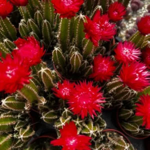Fairy Castle Cactus Plant - Cactus Clusters - 6 inch Pot - Live Plant