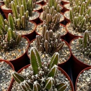 Fairy Castle Cactus Plant - Cactus Clusters - 6 inch Pot - Live Plant