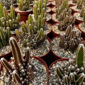 Fairy Castle Cactus Plant - Cactus Clusters - 6 inch Pot - Live Plant