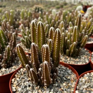 Fairy Castle Cactus Plant - Cactus Clusters - 6 inch Pot - Live Plant