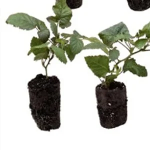 Fall Fruit Garden Variety Pack - Raspberry Blackberry Blueberry Strawberry Plants