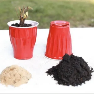 Fall Fruit Garden Variety Pack - Raspberry Blackberry Blueberry Strawberry Plants