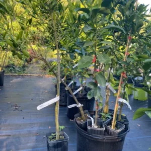 Fallglo Tangerine Tree - 3 Feet Citrus Tree - 1 Gallon Potted - Not Ship CA