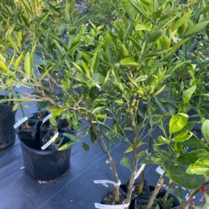 Fallglo Tangerine Tree - 3 Feet Citrus Tree - 1 Gallon Potted - Not Ship CA