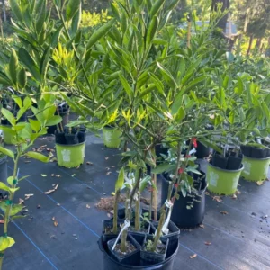 Fallglo Tangerine Tree - 3 Feet Citrus Tree - 1 Gallon Potted - Not Ship CA