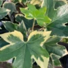 Fatshedera ‘Angyo Star’ Tree Ivy - Live Plant - 6 Inch Pot - Unique Foliage