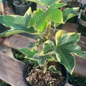 Fatshedera ‘Angyo Star’ Tree Ivy - Live Plant - 6 Inch Pot - Unique Foliage