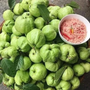 Queen Guava Plant - Sweet Guava Fruit Tree - 2 Feet Tall - 3 Gal Pot