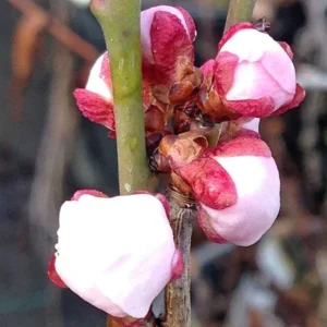 Prunus Mume Bongo Apricot Fruit Tree 2-3 ft Tall Potted