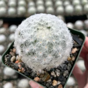 Feather Cactus Mammillaria Plumosa - 3.5