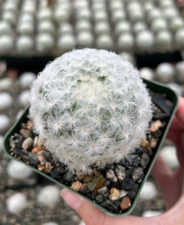Feather Cactus Mammillaria Plumosa - 3.5" Pot - White Furry Rare Cactus