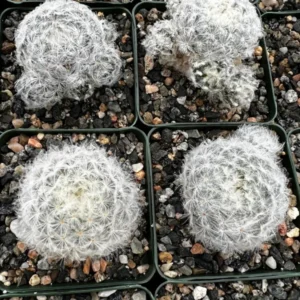 Feather Cactus Mammillaria Plumosa - 3.5" Pot - White Furry Rare Cactus