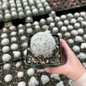 Feather Cactus Mammillaria Plumosa - 3.5