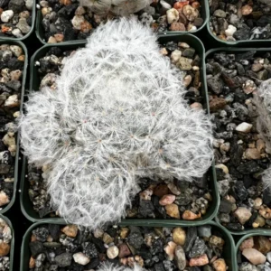 Feather Cactus Mammillaria Plumosa - 3.5