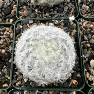 Feather Cactus Mammillaria Plumosa - 3.5