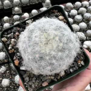 Feather Cactus Mammillaria Plumosa - 3.5