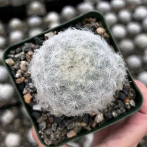 Feather Cactus Mammillaria Plumosa - 3.5