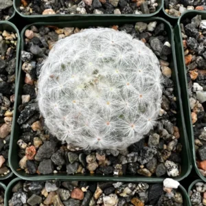 Feather Cactus Mammillaria Plumosa - 3.5