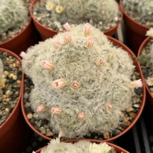 Feather Cactus Mammillaria Plumosa - 6
