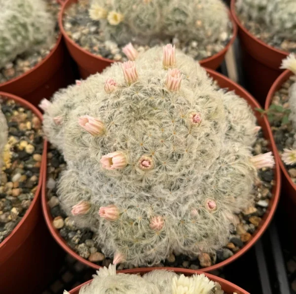 Feather Cactus Mammillaria Plumosa - 6" Pot - White Furry Rare Succulent
