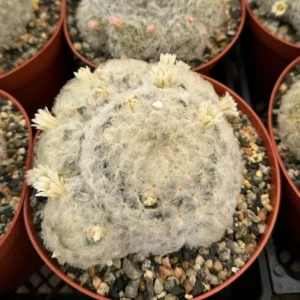 Feather Cactus Mammillaria Plumosa - 6" Pot - White Furry Rare Succulent