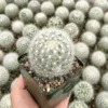 Feather Cactus Mammillaria Senilis - Rare Cactus 3 Inch Pot