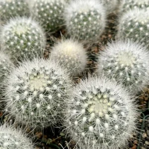 Feather Cactus Mammillaria Senilis - Rare Cactus 3 Inch Pot