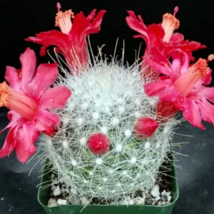 Feather Cactus Mammillaria Senilis - Rare Cactus 3 Inch Pot