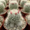 Feather Cactus Mammillaria Senilis - Rare Cactus 3 Inch Pot