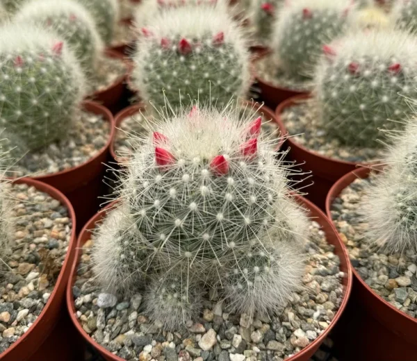 Feather Cactus Mammillaria Senilis - Rare Cactus 3 Inch Pot