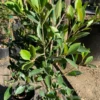 Ficus Nitida Ficus Malacocarpa Live Plant - 6 Inch Pot
