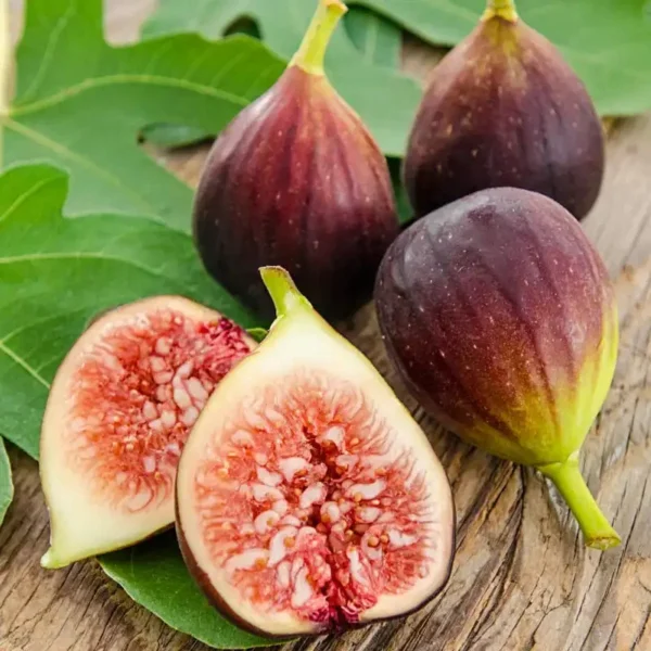 Fig Plant Lattarula - Live Fig Tree Starter Plant - Rare Italian Honey Figs