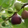 Fig Tree Plant Violette De Bordeaux Dwarf Variety 2-3 ft