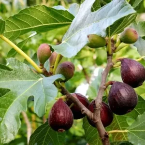 Fig Tree Plant Violette De Bordeaux Dwarf Variety 2-3 ft