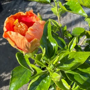 Florida Sunset Hibiscus Plant Live Perennial Flowers 1Ft 1Gal Pot