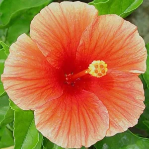 Florida Sunset Hibiscus Plant Live Perennial Flowers 1Ft 1Gal Pot