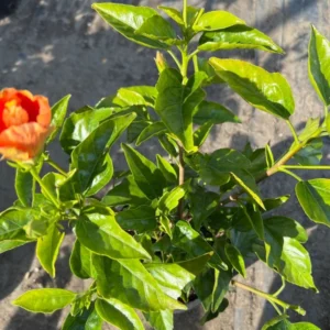 Florida Sunset Hibiscus Plant Live Perennial Flowers 1Ft 1Gal Pot