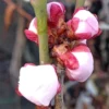 Flowering Apricot Tree - Prunus Mume Bongo - 3-4 ft Tall - 3 Gal Pot