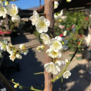 Flowering Apricot Tree: Shiro-Kaga Ume Japanese Plant, 3-4 Ft, 3 Gal Pot