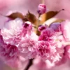 Flowering Cherry Tree Kwanzan - Pink Blossom Plant 2-3 Ft Grafted