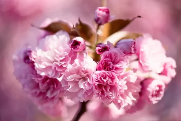 Flowering Cherry Tree Kwanzan - Pink Blossom Plant 2-3 Ft Grafted
