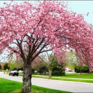 Flowering Cherry Tree Kwanzan - Pink Blossom Plant 2-3 Ft Grafted