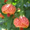 Flowering Maple Plant Chinese Lantern Abutilon Tiger Eye - 2-3 ft - 3 Gal Pot