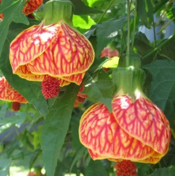 Flowering Maple Plant Chinese Lantern Abutilon Tiger Eye - 2-3 ft - 3 Gal Pot