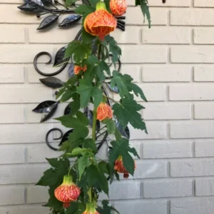 Flowering Maple Plant Chinese Lantern Abutilon Tiger Eye - 2-3 ft - 3 Gal Pot