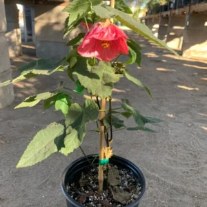 Flowering Maple Plant - Pink Abutilon Tree - 1 Feet Tall - 6