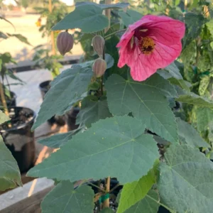 Flowering Maple Plant - Pink Abutilon Tree - 1 Feet Tall - 6