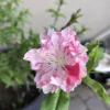 Flowering Peach Tree Peppermint Variety 2-3 ft 6in Pot