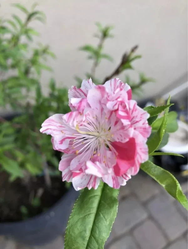Flowering Peach Tree Peppermint Variety 2-3 ft 6in Pot